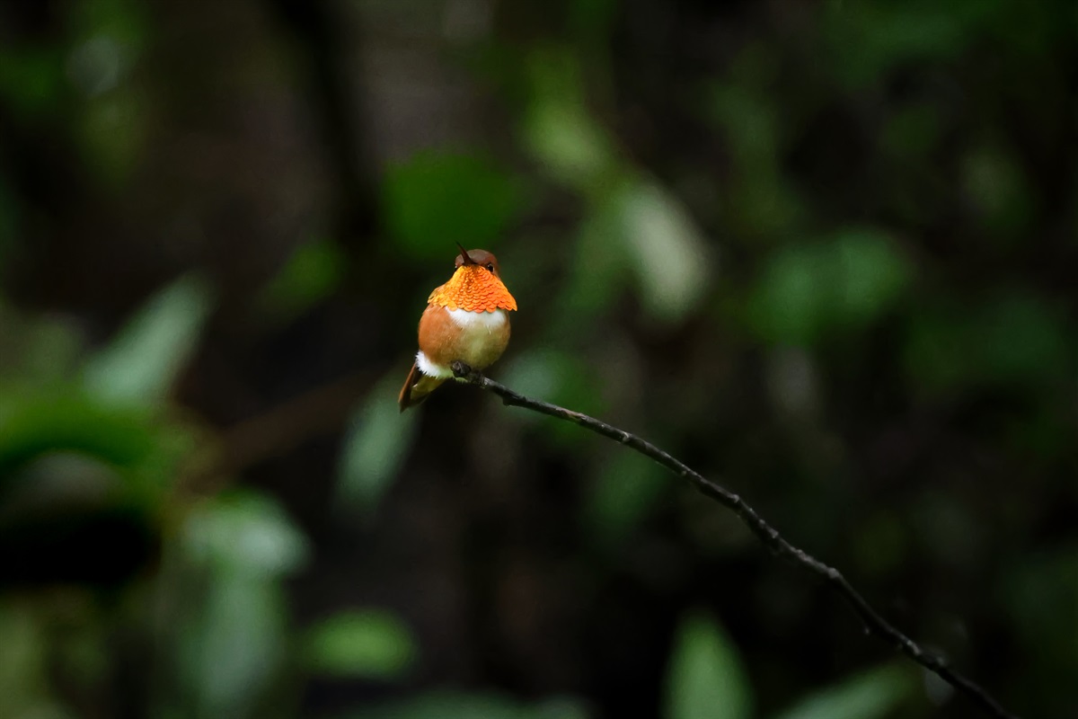 Rufous Hummingbird - one of our many summer residents