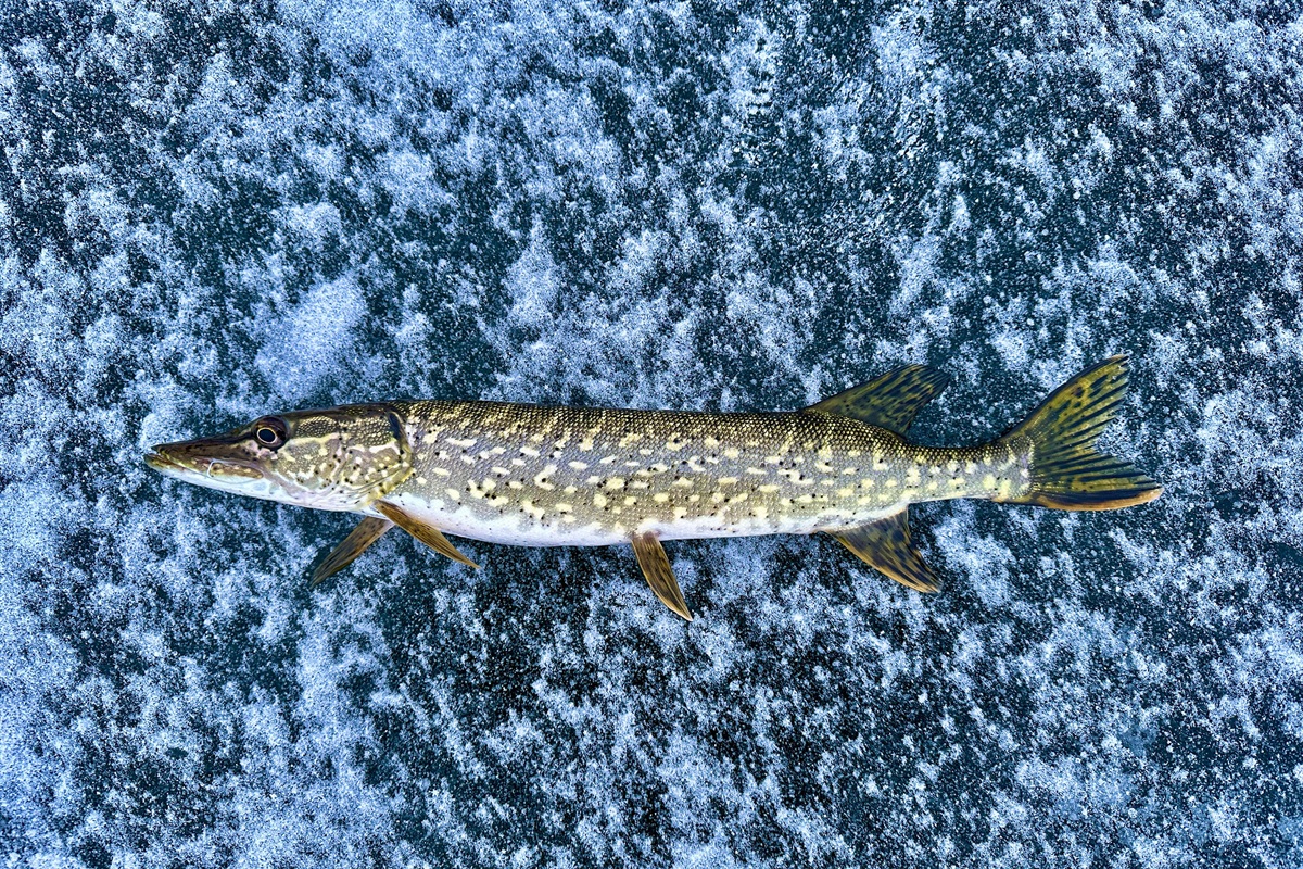 Northern Pike Ice Fishing