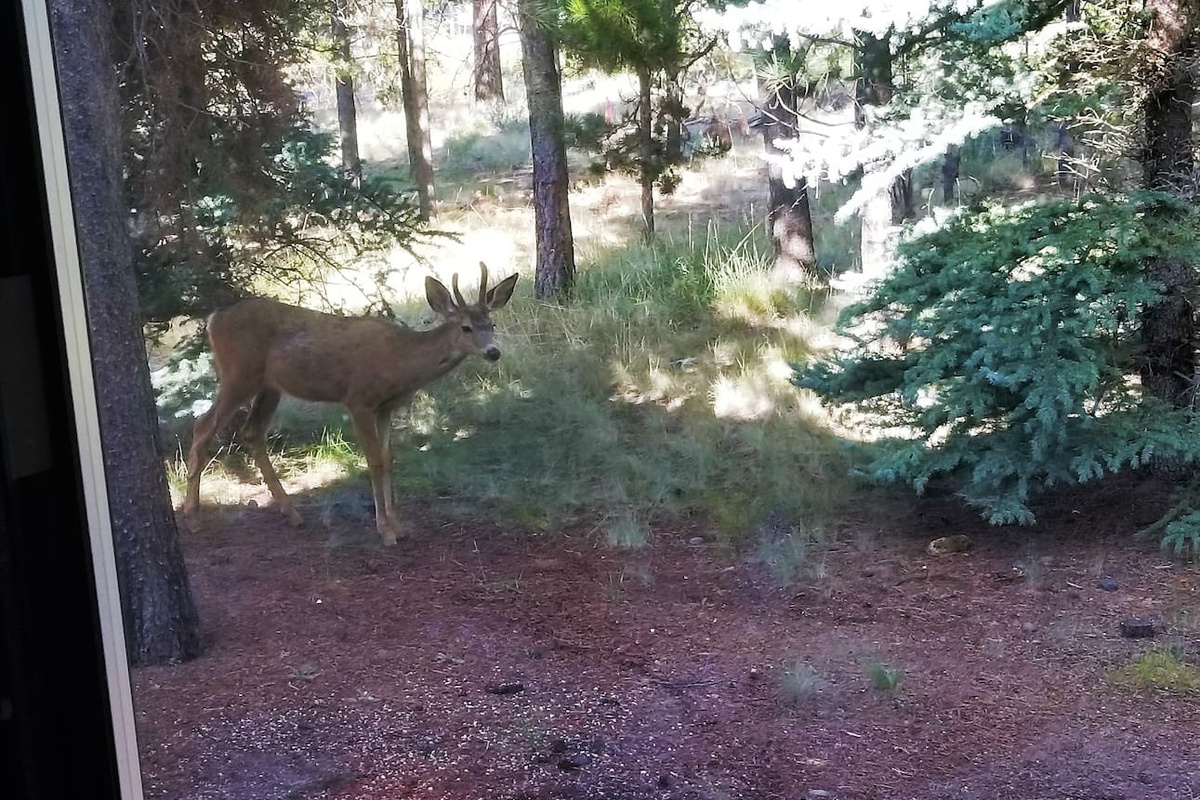 This buck sauntered by the kitchen window with his friend. 
