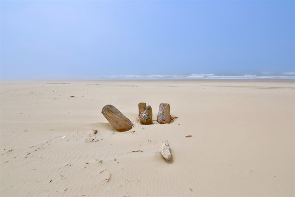 Driftwood on Merchant's Beach