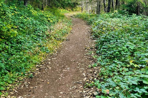 Trail at Walker Valley ORV Park for off-road riding.