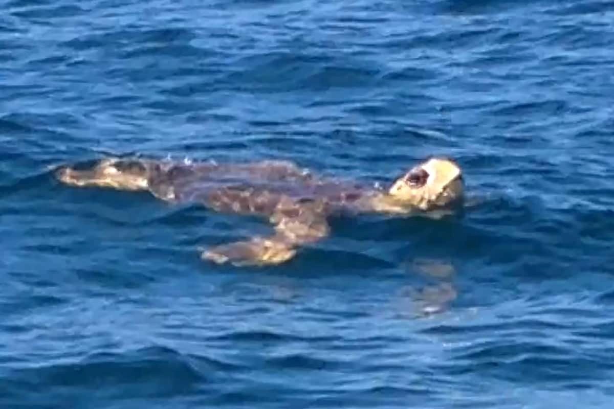 Turtle sightings are just part of the view—relax and enjoy from the dock or comfy patio seating
