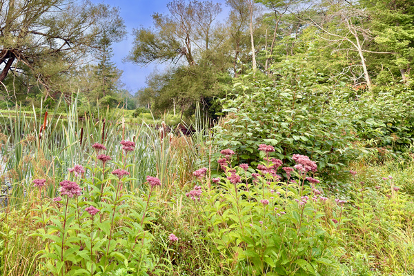 Our pond bank in late summer, featuring cattails, lush foliage, and seasonal blooms. A serene spot to enjoy the natural beauty of the grounds.