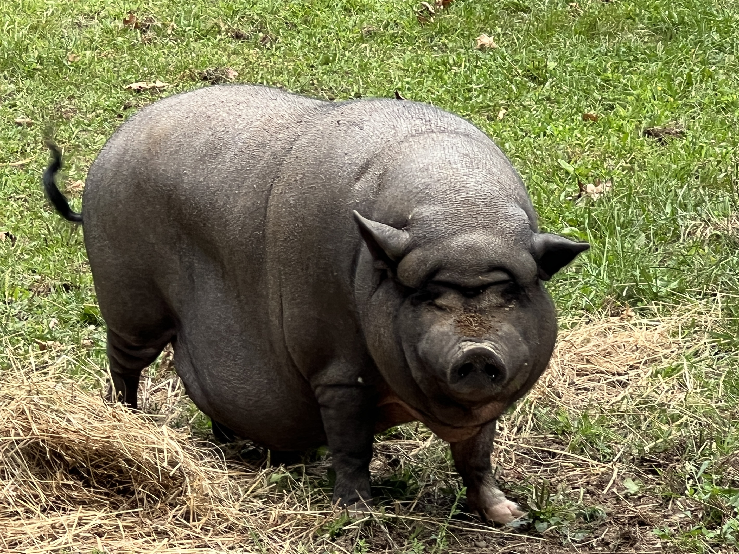 Kevin the pig - star of the show!