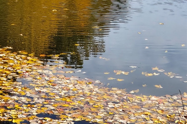 Oakwood Cabins has a fishing pond stocked with bass and bluegill.