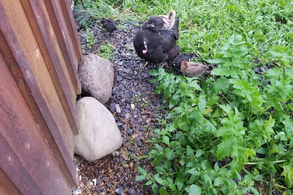 Mother hen with her chicks