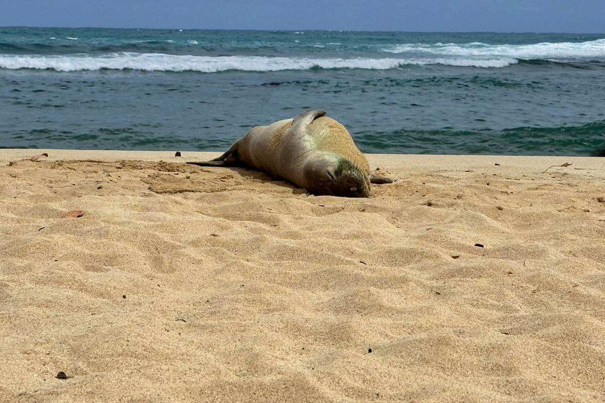 Baby seal sleeping