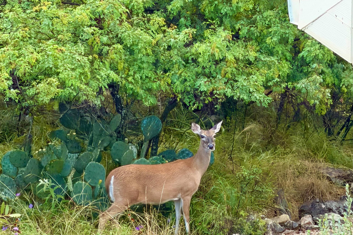 Deer are regular visitors to the property.

