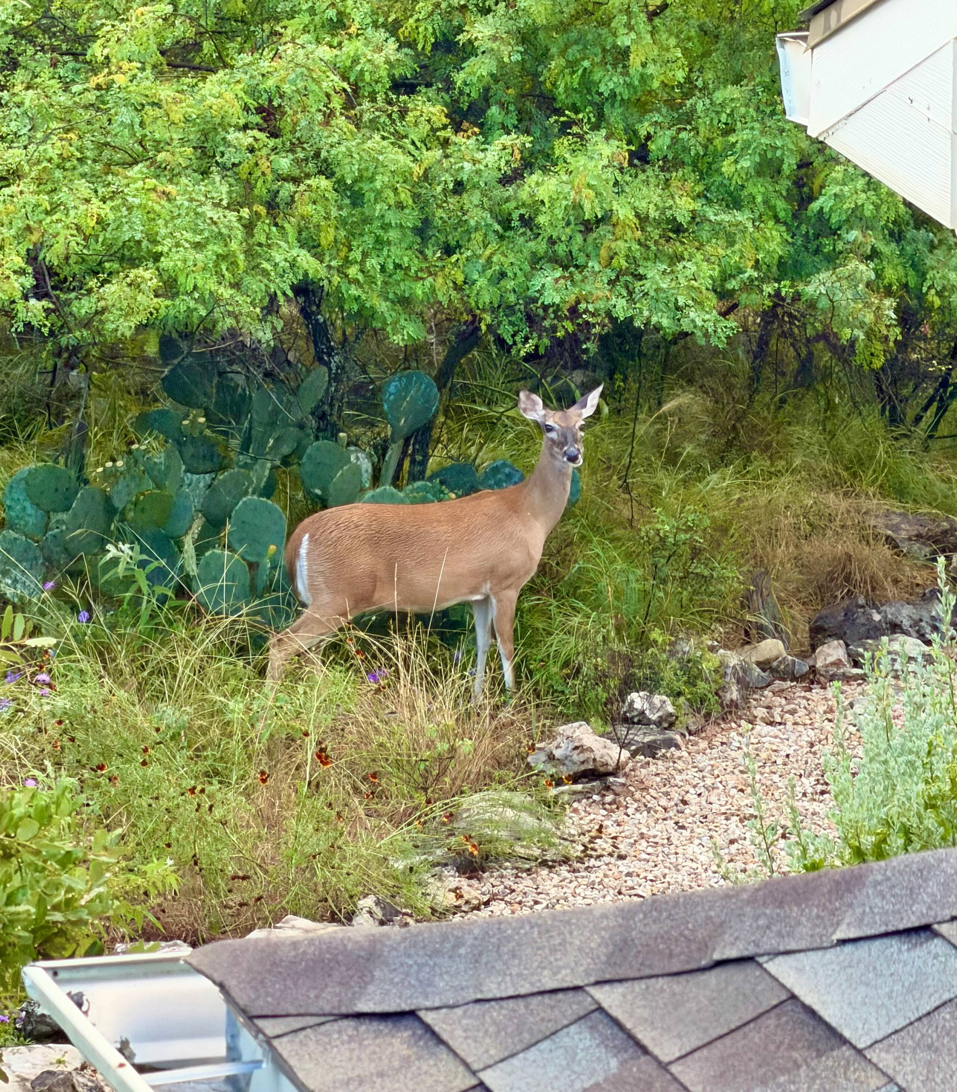 Deer are regular visitors to the property.
