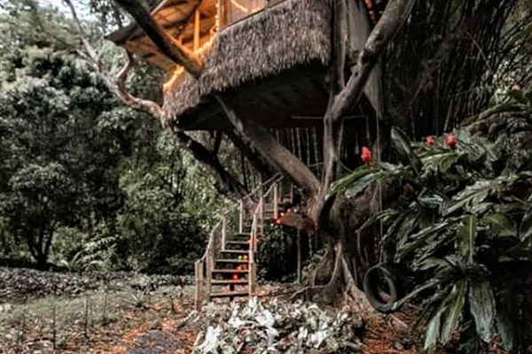 Come on up to stay in the Tree House of Life!