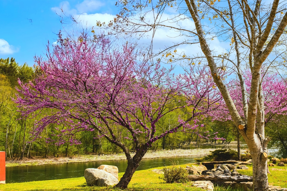 Spring in the Ozarks!