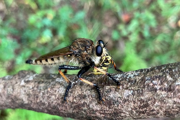 Robber fly.