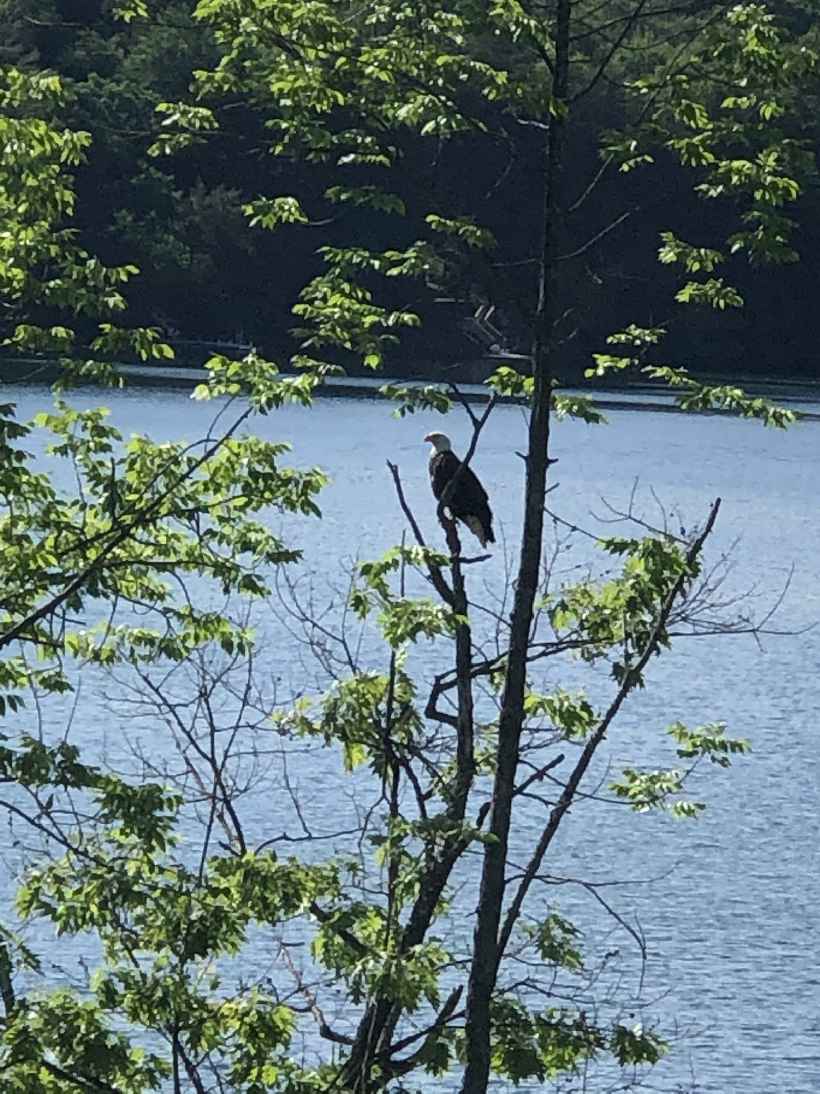 Resident Bald Eagle