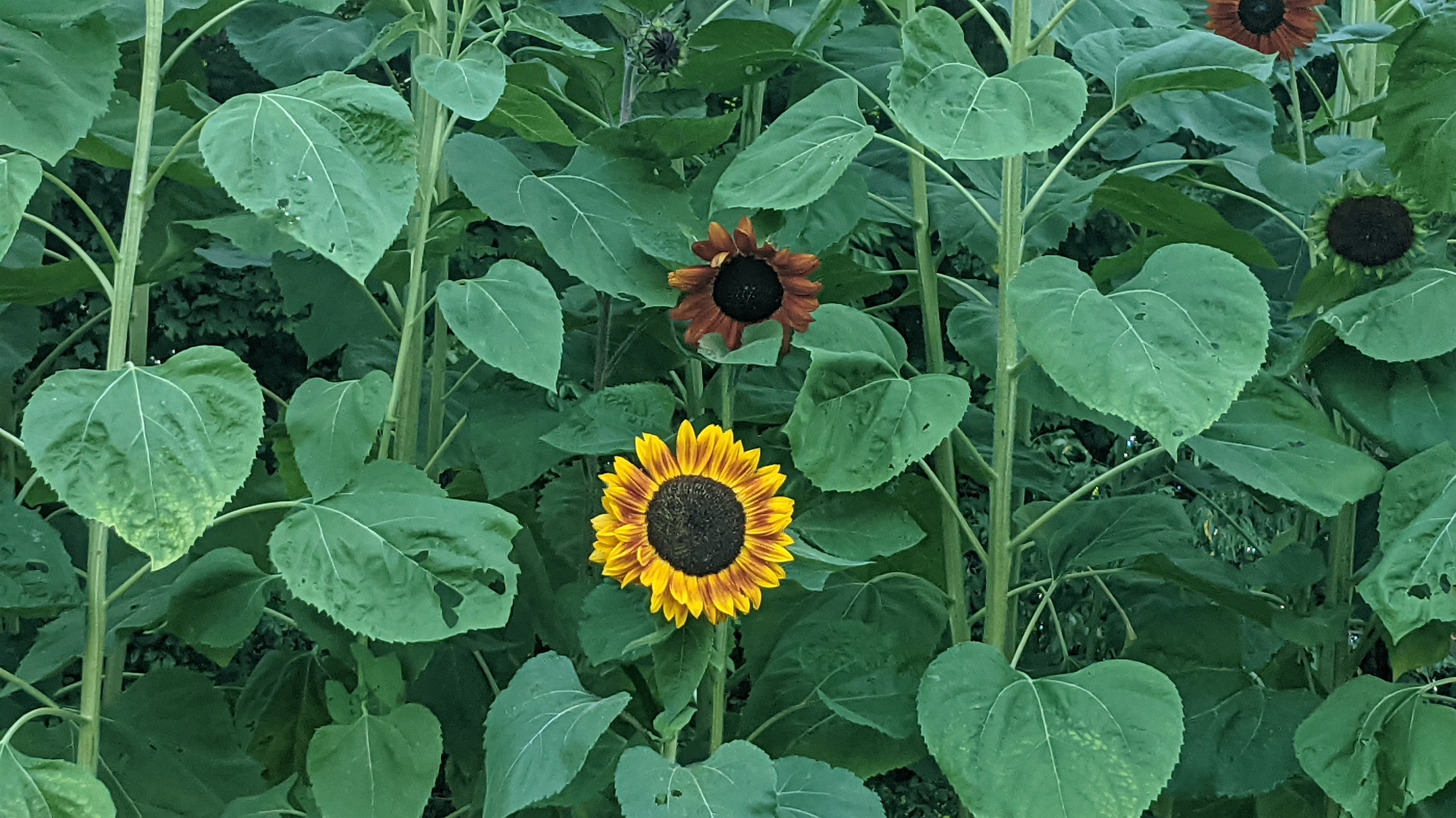 Sunfowers at Big Sky