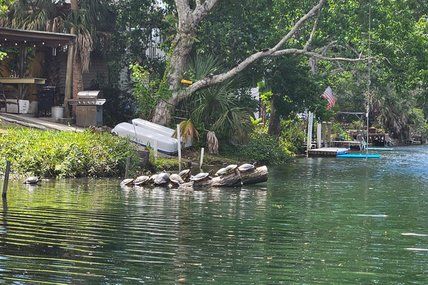 You'll often see turtles sunning themselves on logs and docks.