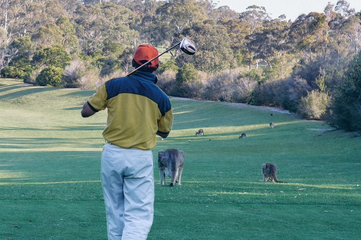 Golf Course opposite the Resort also attracts the local Roos
