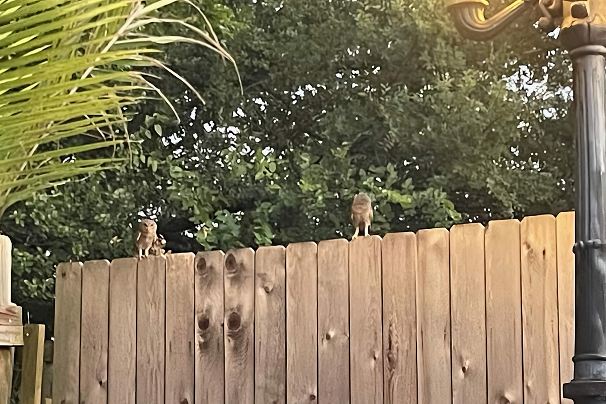 Mom, Dad and baby owl living in tree behind my fence. Looked like they where teaching the baby to hunt.