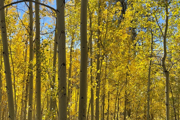Mountain Fall Colors