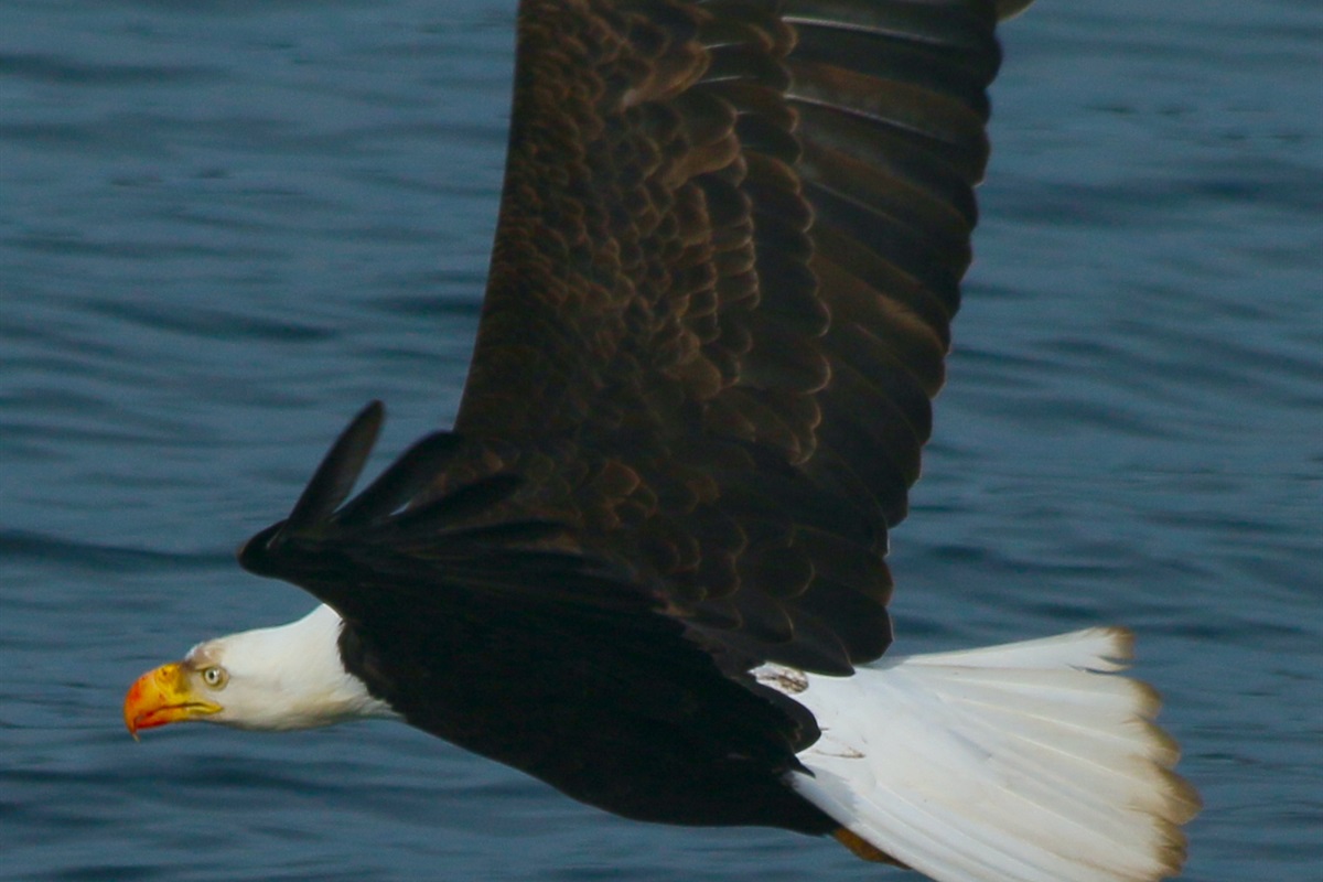 Take it all in and view Bald Eagles sore from your kayaks.