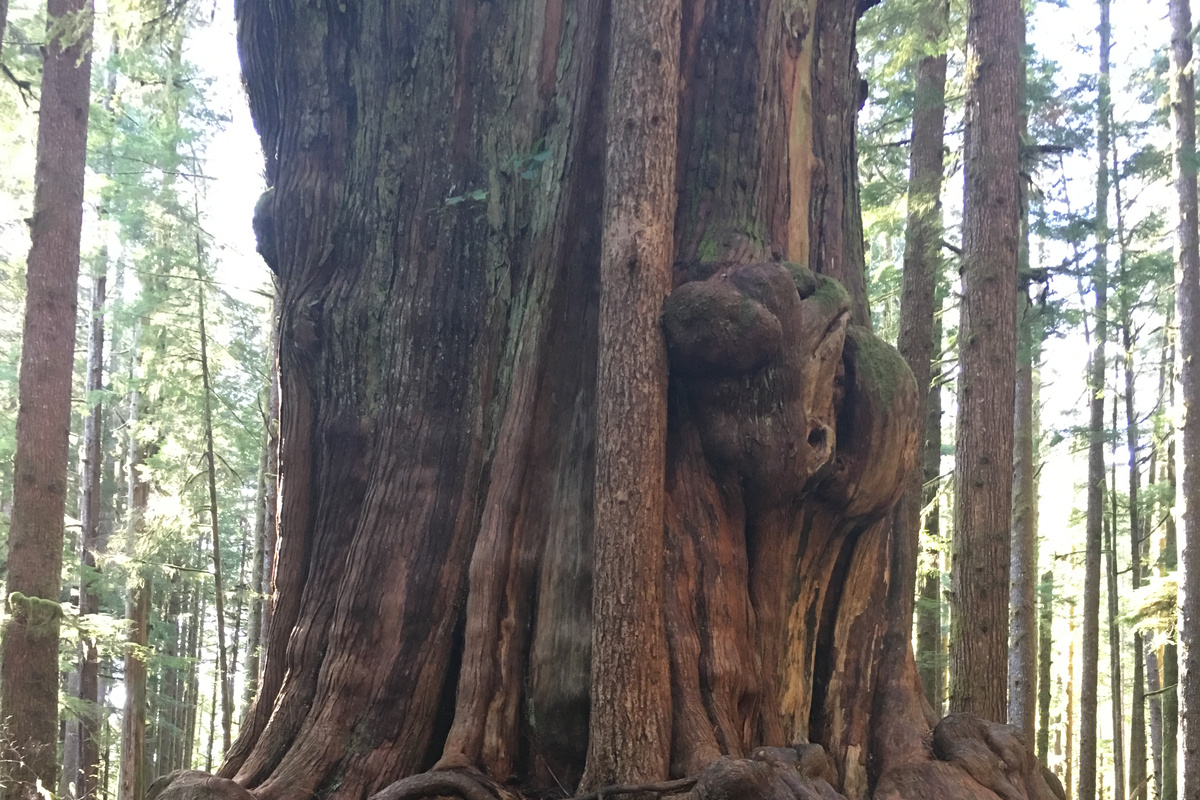 Another Gnarly Tree in Avatar Grove