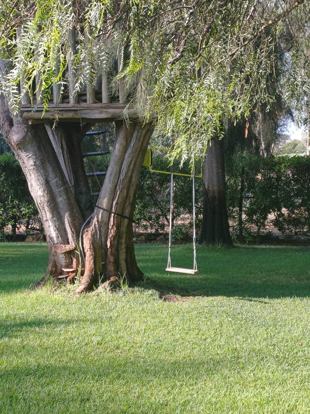 Casa Arvore