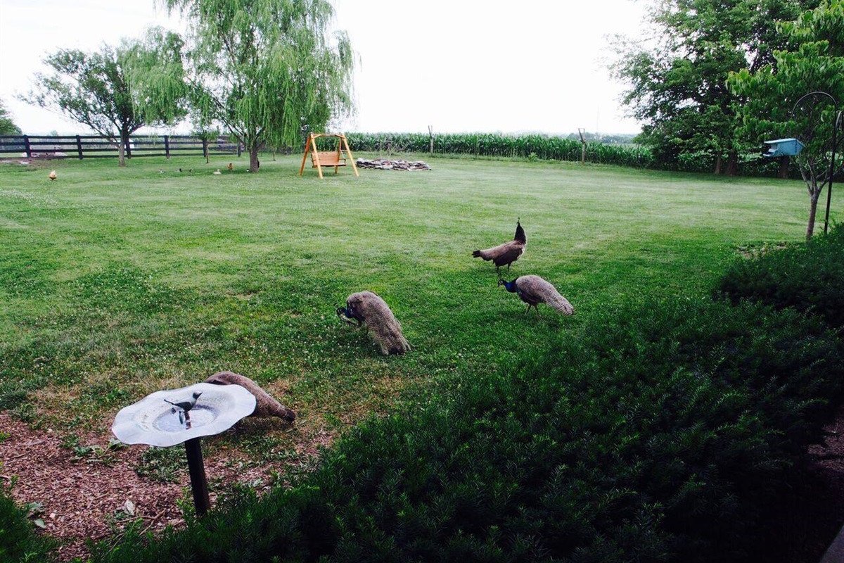 Farm Animals Abound Near Your Cabin at The Farm, LLC! Some May Even Visit Your Front Porch!