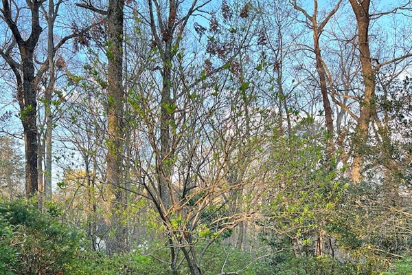 Front garden shot from main house