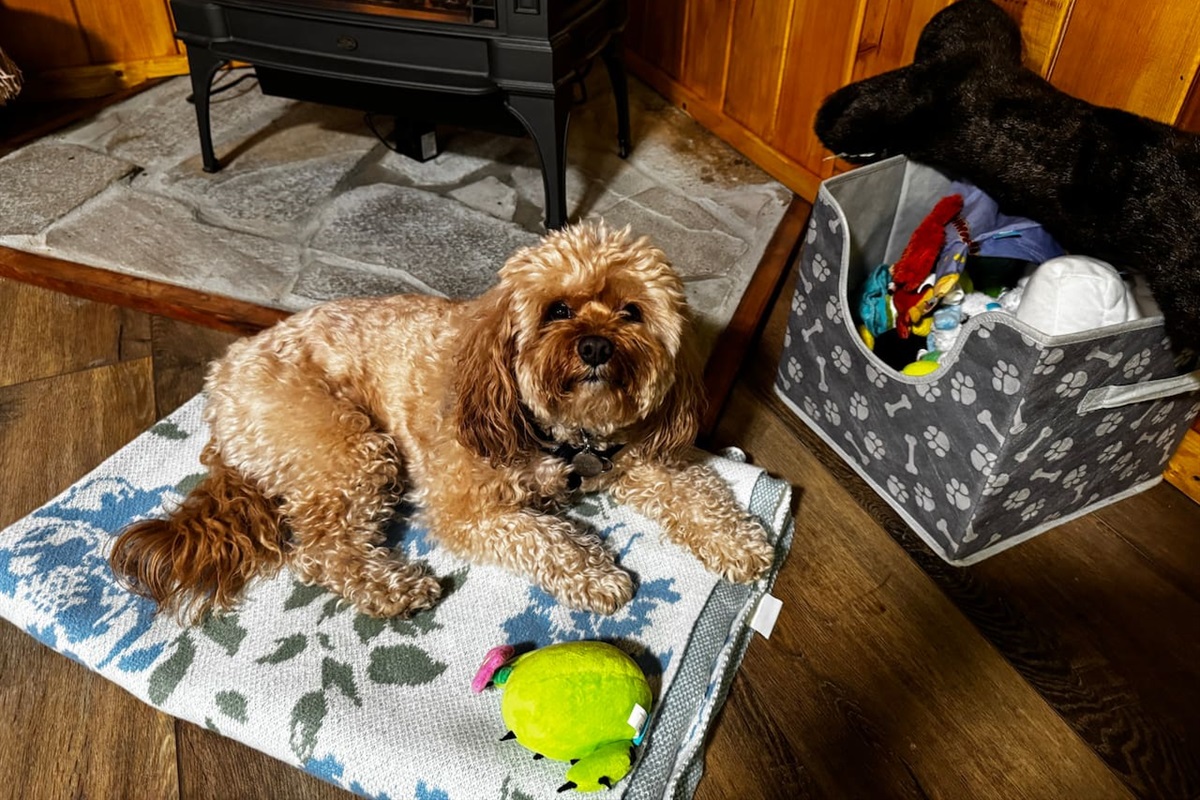 We provide bowls, treats and toys for your pup. Please check with hosts if you are looking to bring a dog over 50 lbs. or more than one dog. 