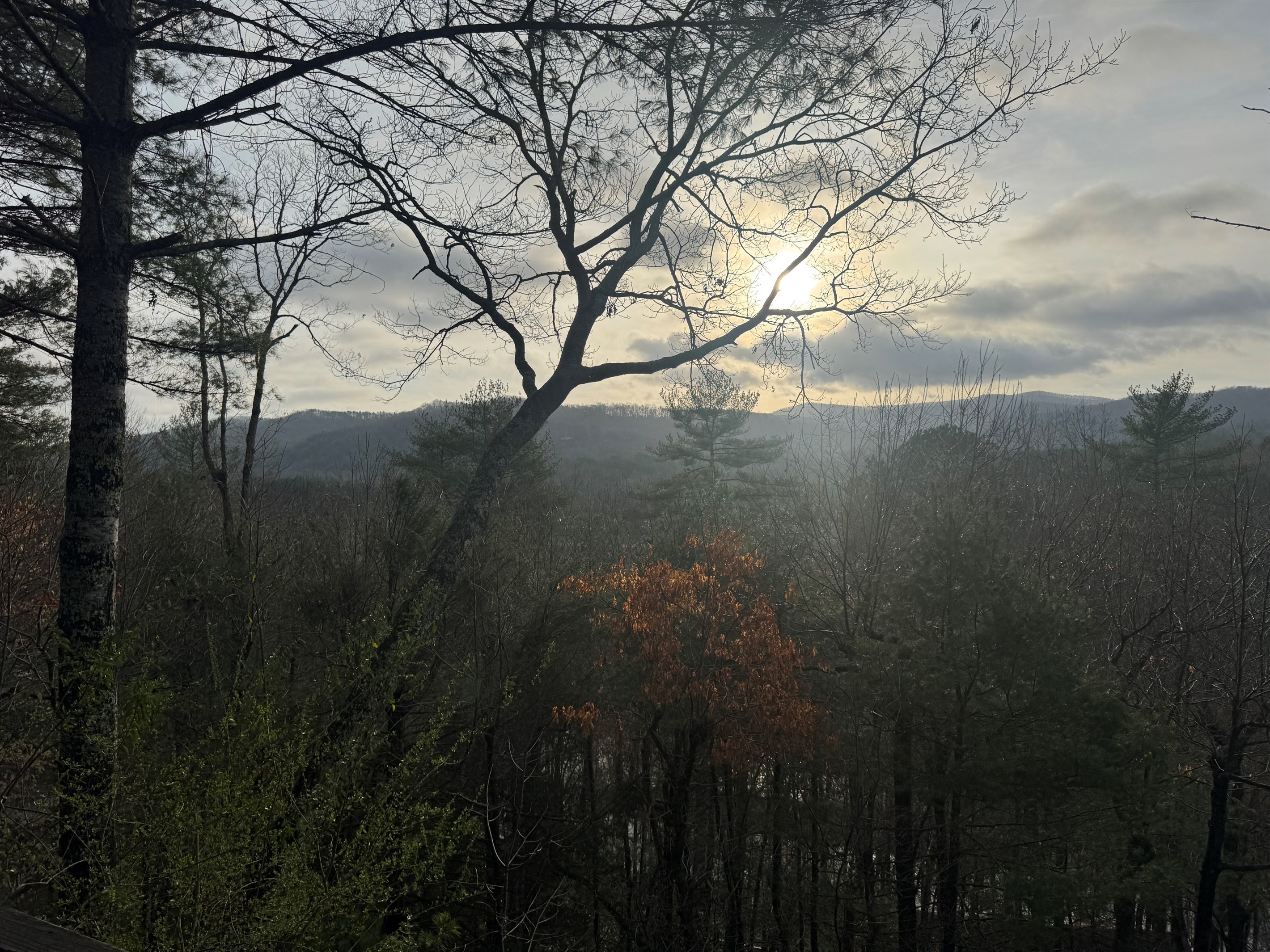 Morning light filtering through the trees with peaceful mountain views—nature’s perfect way to start the day.