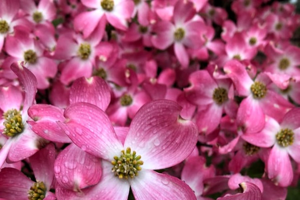 Dogwood trees around the neighborhood in Spring! Our state flower!