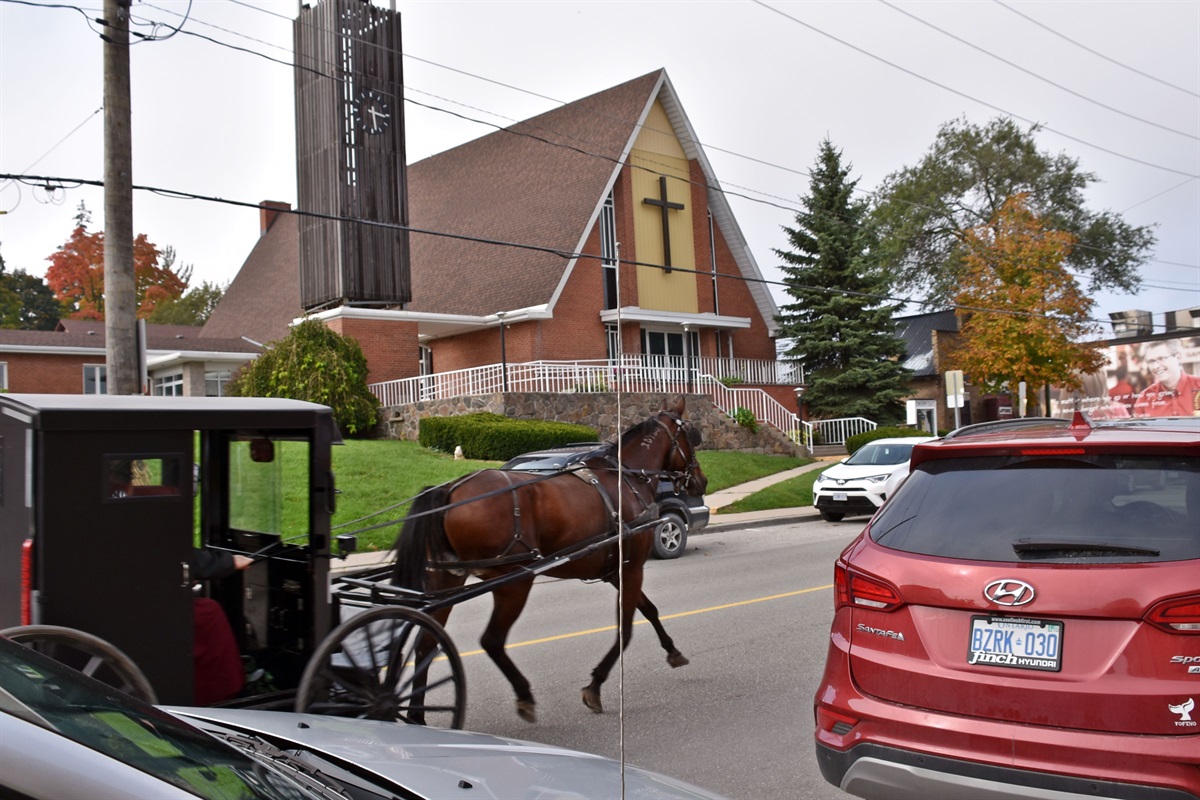 Horse & Buggies in St. Jacobs