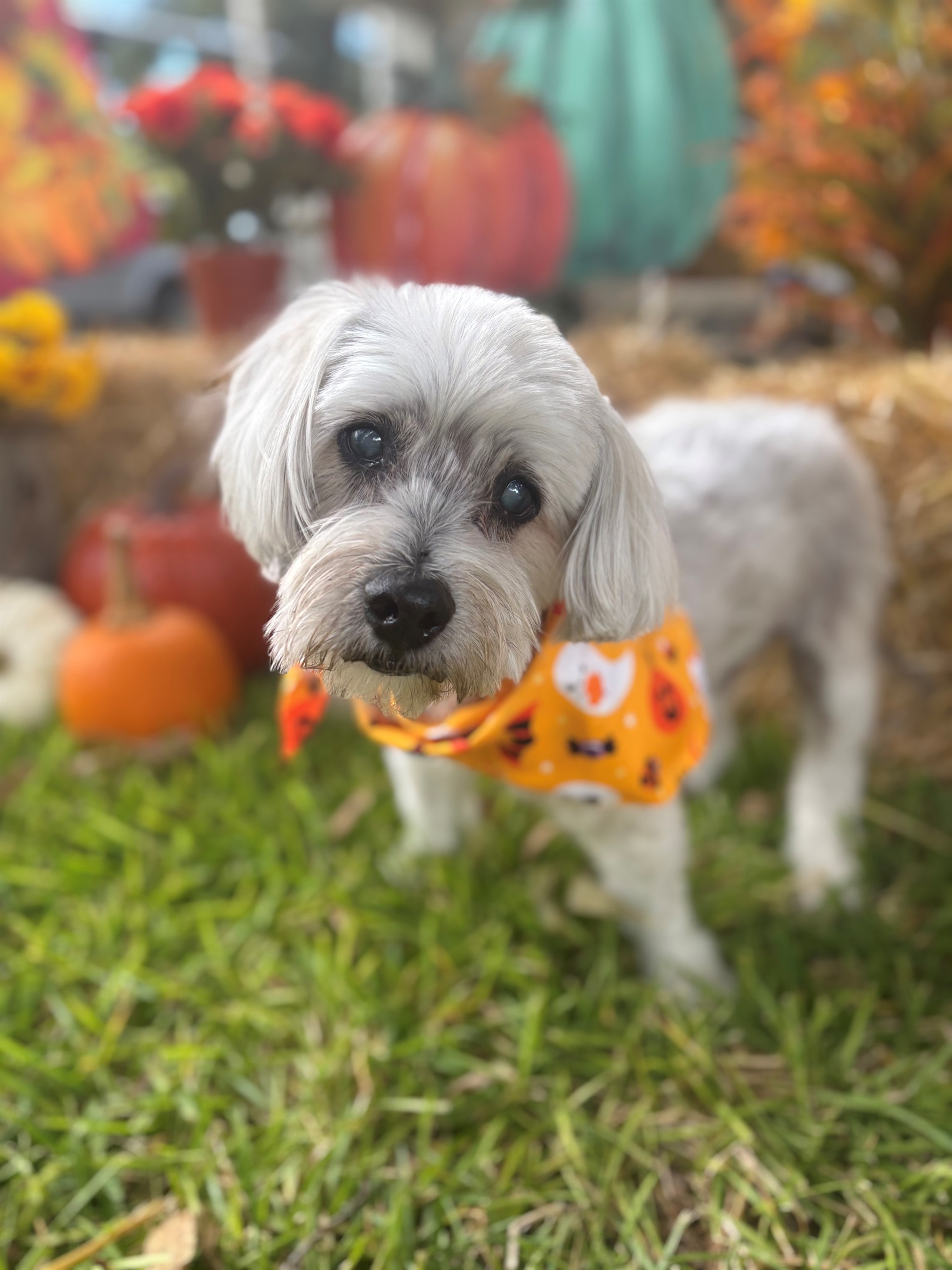 Your fur baby is welcome at the Hondo Haus!