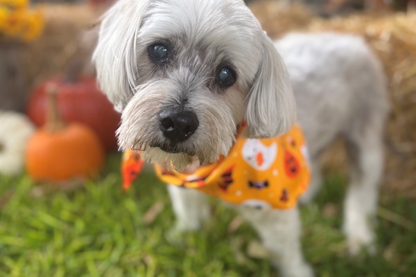 Your fur baby is welcome at the Hondo Haus!