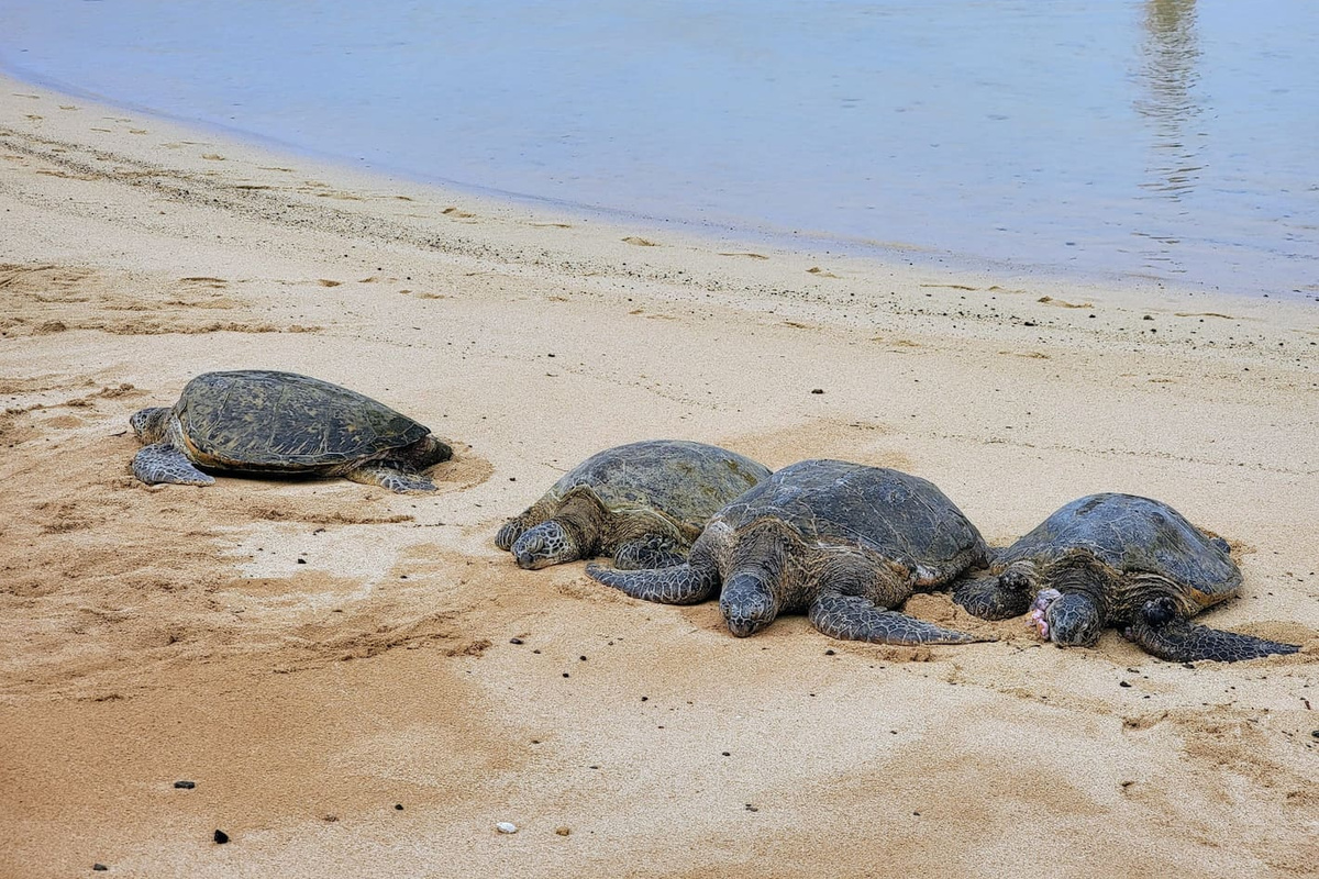 Critically Endangered Hawaiian Sea Turtles