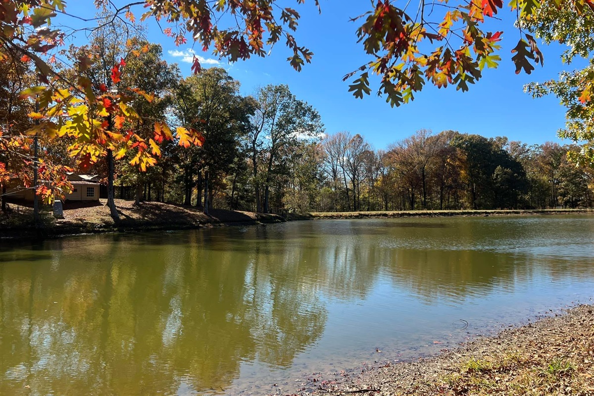 Fall is here and the leaves are changing!