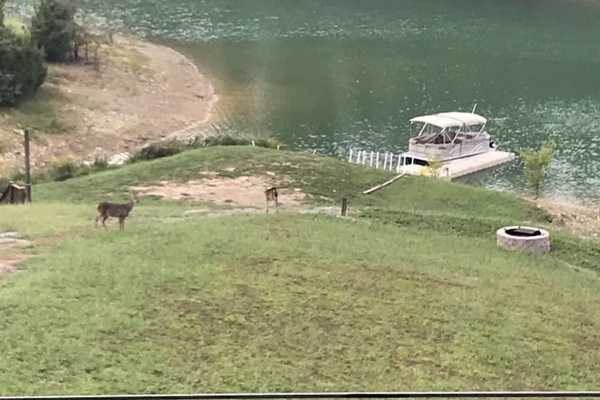 frequent wildlife visitors, deer, rabbits, squirrels