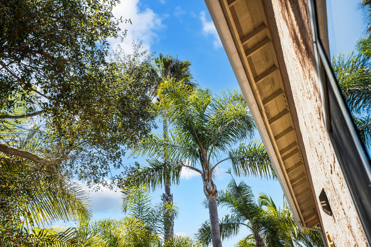 Mature Palm & Fruit Trees