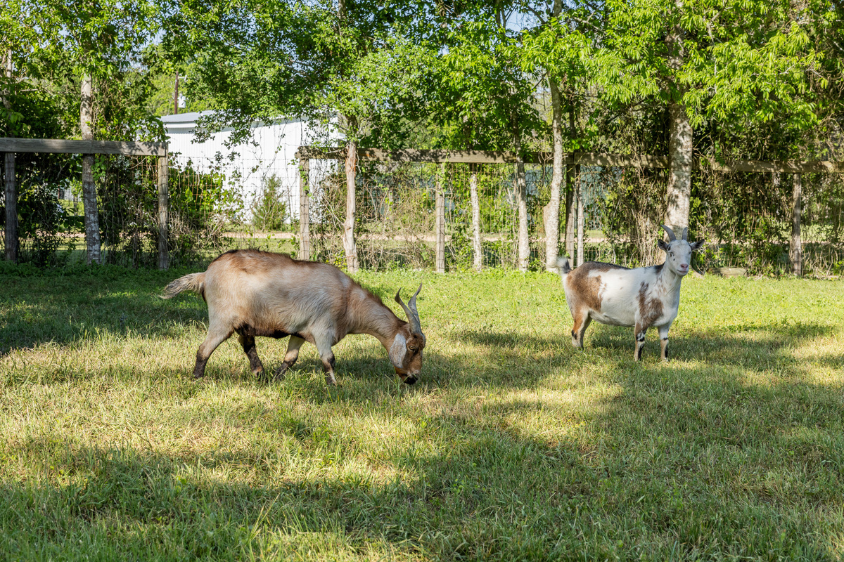 friendly goats