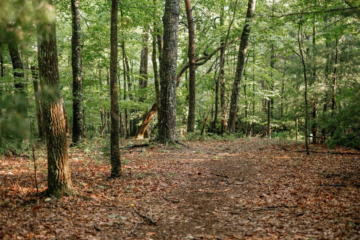 Spot deer, turkeys, birds, and other wildlife as you escape into the forest. 