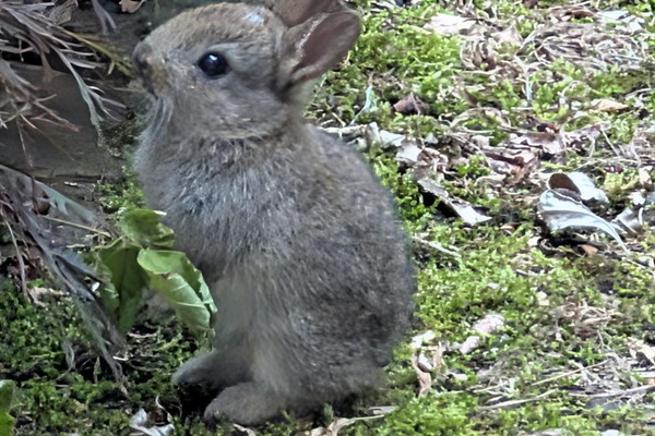 Read quietly in the garden and you might have rabbits come right up next to you.