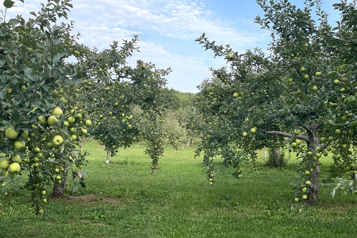 Local Apple Orchard sunset valley orchards and gift shop on the fruit loop down the road minutes from the cottages 