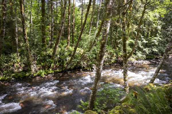 Sound of Zig Zag River a Few Steps Off the Deck