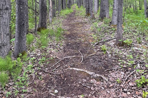 Nearby hiking trail - Matanuska River Trail