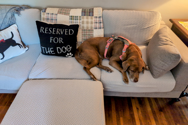 Reserved for the dog