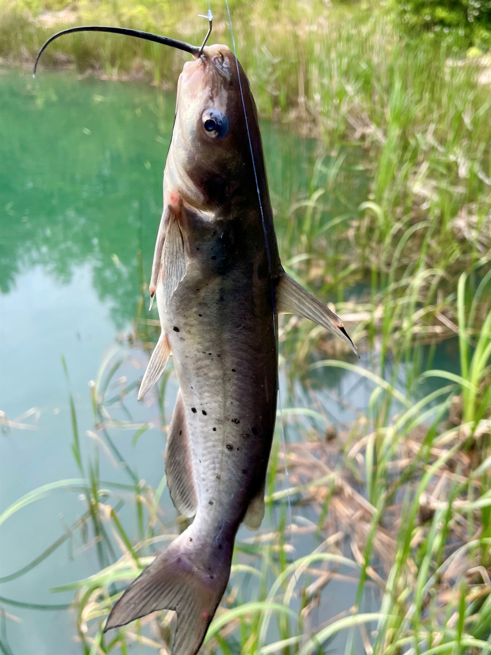 The pond is stocked with Catfish, Bass and Bluegill. 