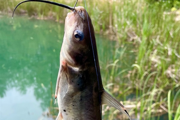 The pond is stocked with Catfish, Bass and Bluegill. 