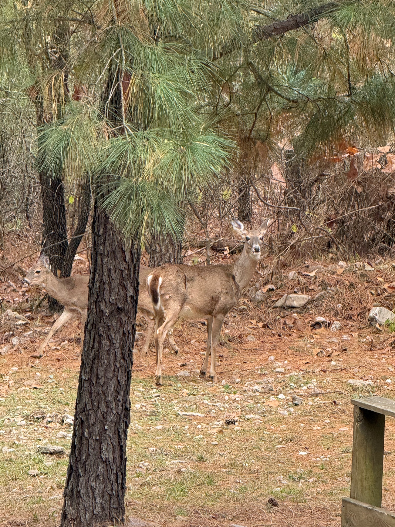 Peek out the kitchen window and your eyes just might meet with a curious deer passing by.