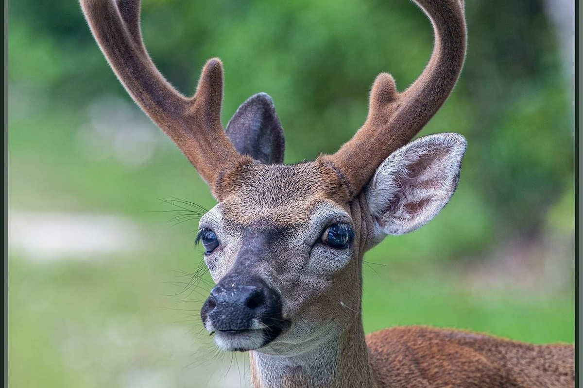 Big Pine Key Deer. Only place in the world to see these deer