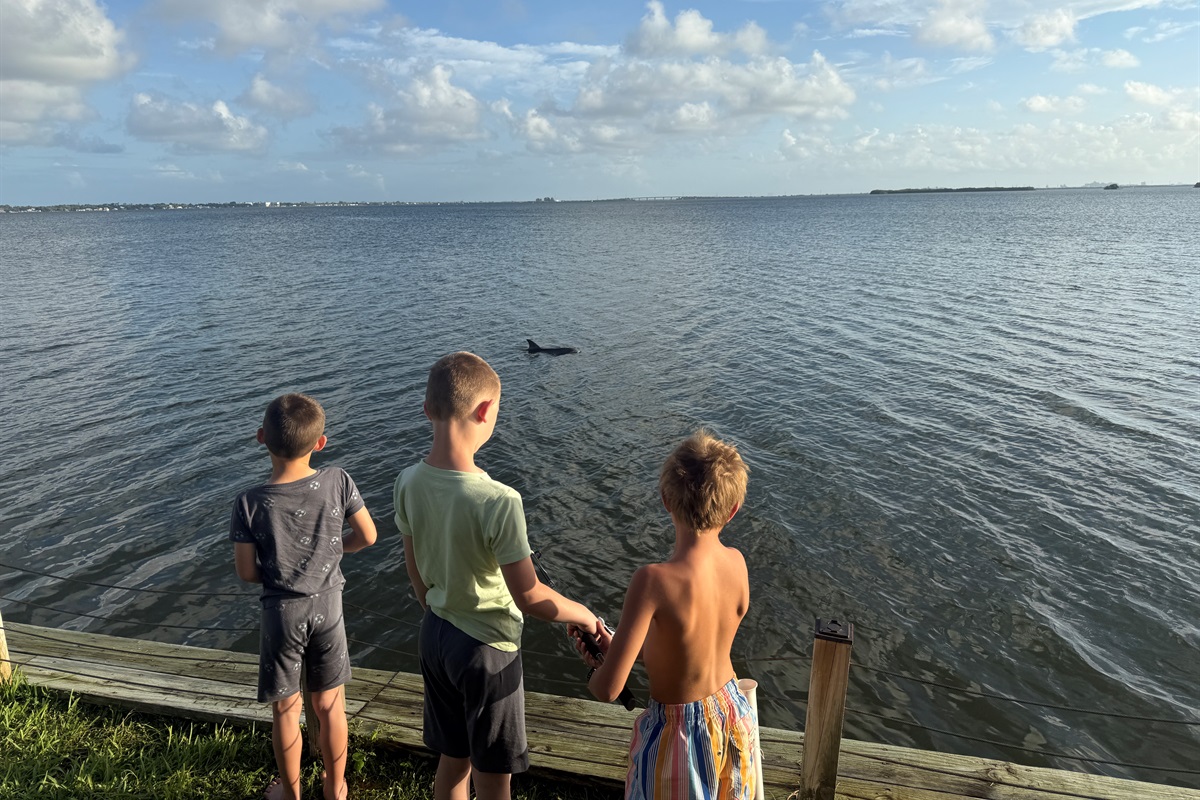 Up Close and Personal with Dolphins, Sting Ray and Manatees!
