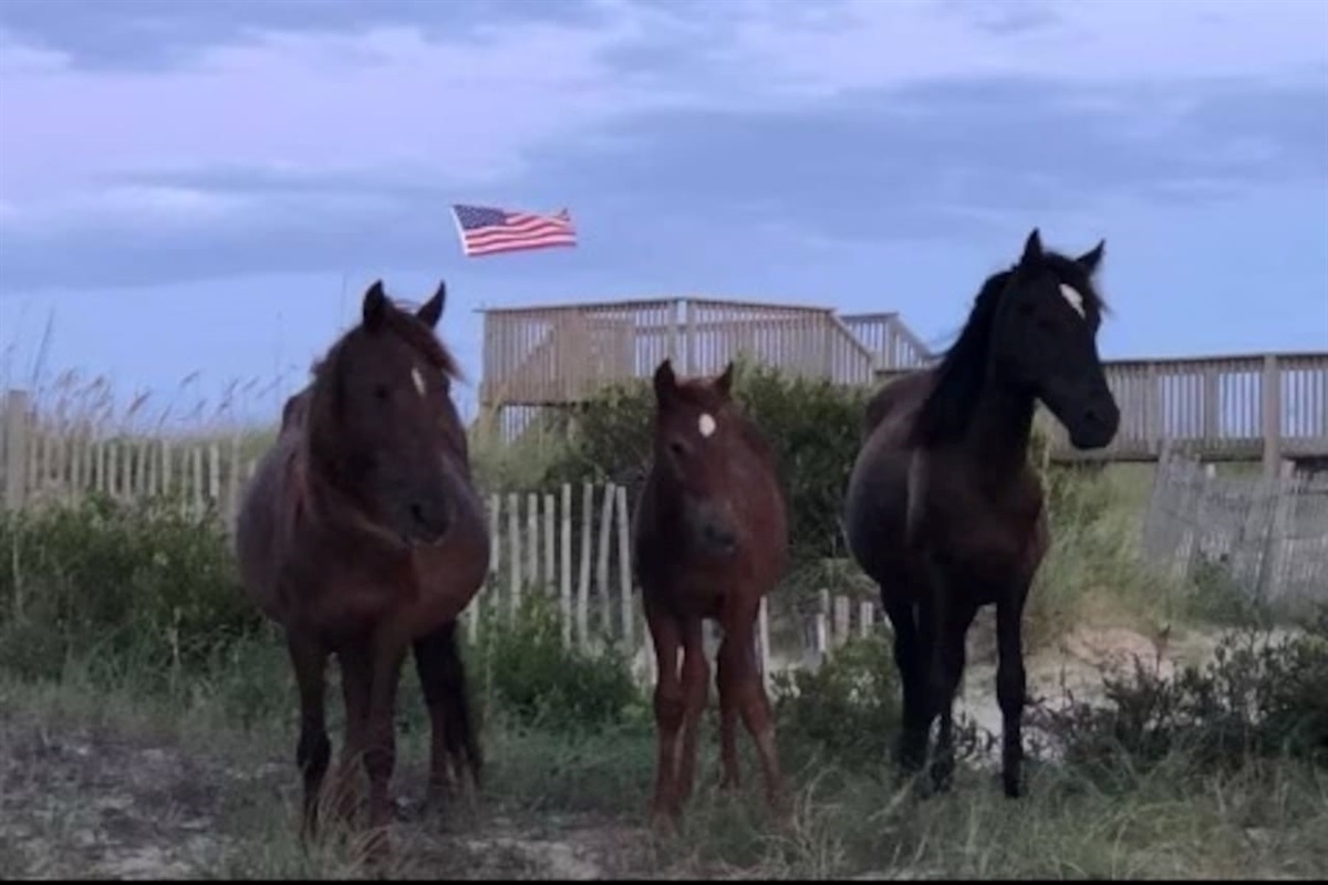 Horse family in Corova. 